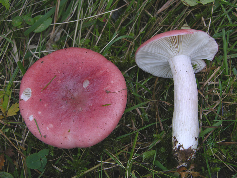 Russula luteotacta?